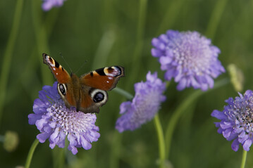 Der Rckgang der Biodiversitt in der Agrarlandschaft ist markant