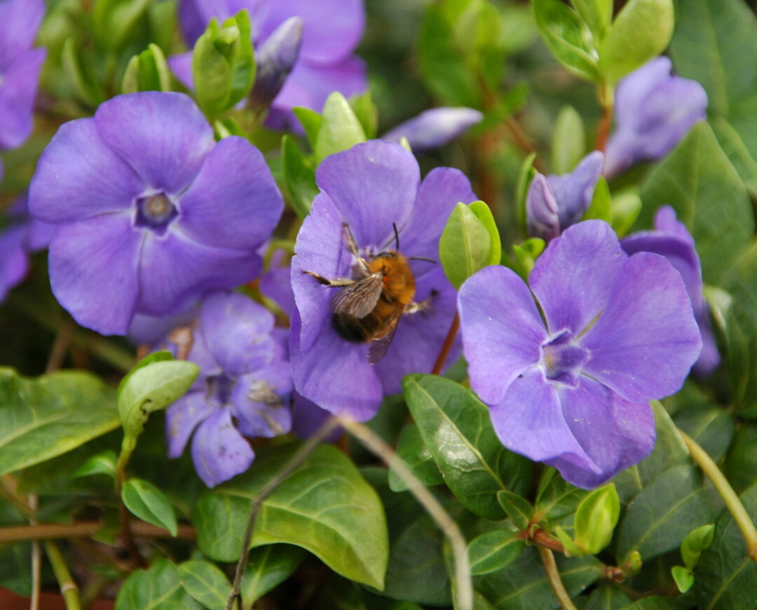 Blüten in Blau-, Lila- und Rosatönen liegen im Trend
