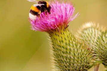 Insekten leiden unter der Intensivierung der Landwirtschaft. 