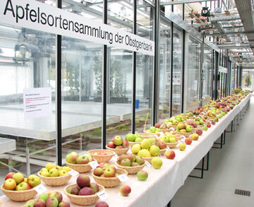 Einen Einblick in die weite Welt der Obstzchtung ermglichte der Pillnitzer Apfeltag. 