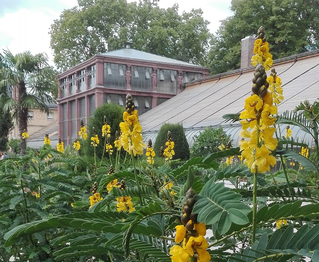Im September blht die Geflgelte Senna
