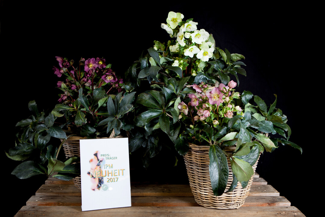 In der Kategorie „Stauden“ wurde die Helleborus Gold Collection ®Ice N‘Roses® (Helleborus x glandorfii) von Heuger Gartenbaubetrieben aus Glandorf ausgezeichnet.