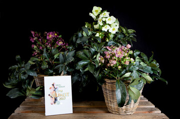 In der Kategorie Stauden wurde die Helleborus Gold Collection Ice NRoses (Helleborus x glandorfii) von Heuger Gartenbaubetrieben aus Glandorf ausgezeichnet.