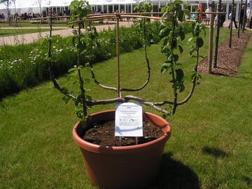 Formobstbume (hier ein Kesselbaum) sind ein gartengestalterisches Element