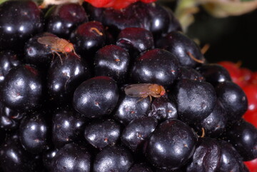 Die Kirschessigfliege befllt vorwiegend Weichobst, u.a. Brombeeren