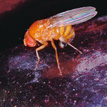 Ein Weibchen bei der Eiablage