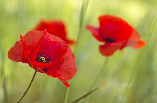 Klatschmohn (Papaver rhoeas)