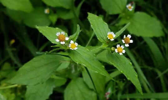 Kleinbltiges Knopfkraut (Galinsoga parviflora)