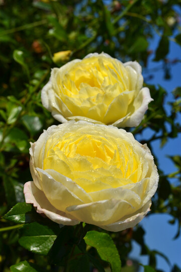Kletterrose "Amnesty International delcrja"