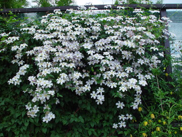Fhrung mit Clematis-Fachmann Mathias Mnster und Team in Altenmoor bei Elmshorn