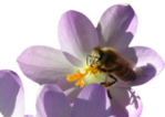 Krokusse sind im Frühling eine wichtige Nektarquelle für Bienen