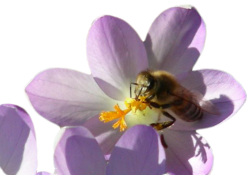 Krokusse sind im Frhling eine wichtige Nektarquelle fr Bienen