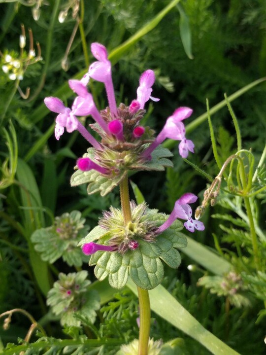 Stngelumfassende Taubnessel (Lamium amplexicaule)