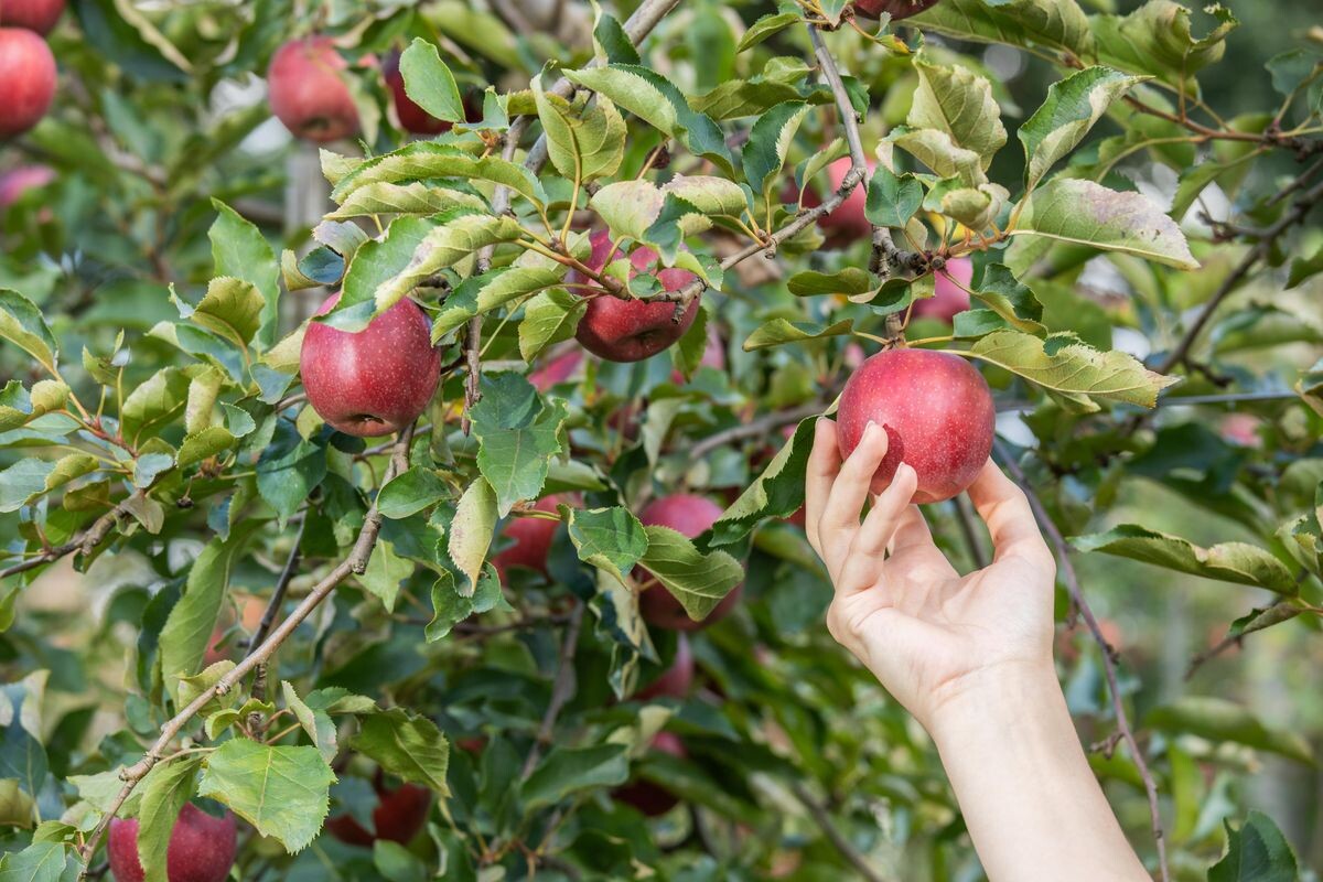 Äpfel dominieren den Obstanbau Obst & Garten