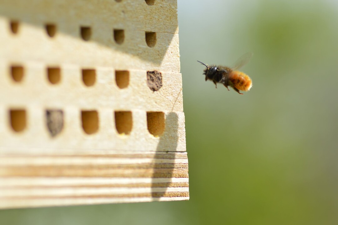 Eine weibliche Gehörnte Mauerbiene (Osmia cornuta) im Anflug auf eine Nisthilfe.
