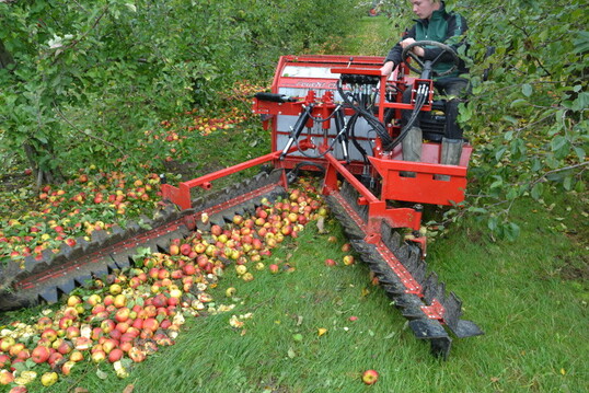 Bei den zu erwartenden hheren Mostobstpreisen wird sich die Ernte Verarbeitungsware wieder lohnen.            