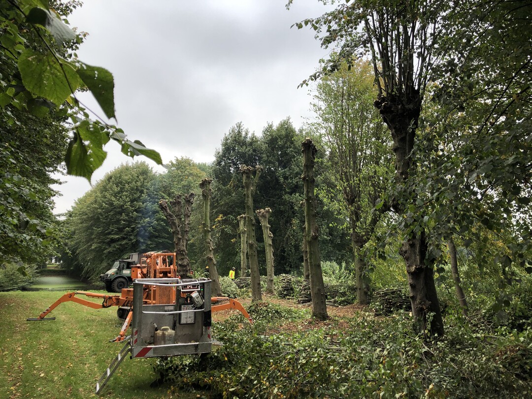 Die barocke Linden-Doppelallee in Seestermühe ist gerettet – Kronenpflege und Neupflanzungen können erfolgen