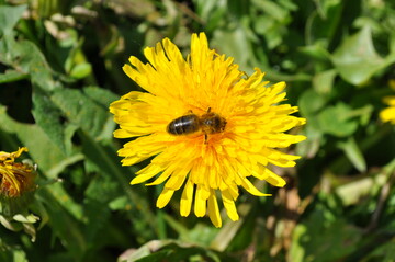 Ausgezeichnet werden Kommunen im Land, die sich in vorbildlicher Weise dafr einsetzen, in Siedlungsgebieten Flchen zu schaffen, auf denen sich Wildbienen, Schmetterlinge und andere Tiere entfalten und wohlfhlen knnen