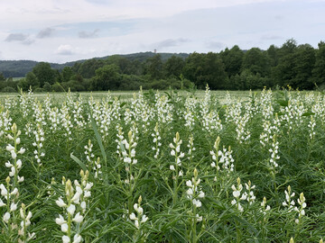 Ihre Anspruchslosigkeit hat die Lupine vor allem ihren Wurzeln zu verdanken