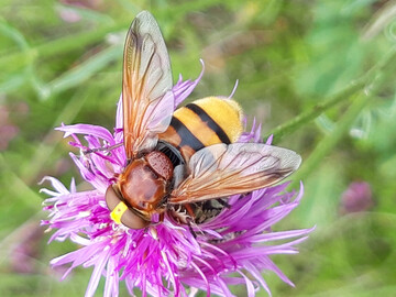 Das globale Insektensterben hat dem "Insektenatlas" zufolge dramatische Ausmae angenommen