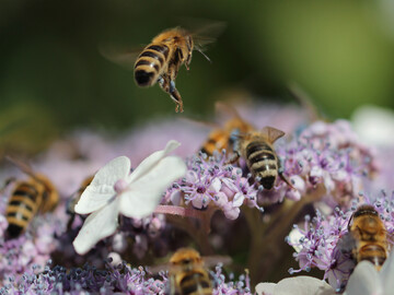 Samthortensien sind im heimischen Garten nicht nur eine Augenweide, sondern bieten auch Pollen und Nektar fr Honig- und Wildbienen