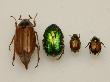 Kfer im Vergleich: Maikfer, Rosenkfer, Gartenlaubkfer und der Japankfer (rechts im Bild)<br>