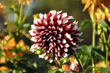 Mainau-Dahlienknigin 2014