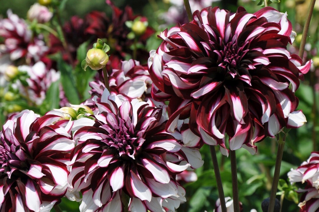 Dekorative Dahlie ‘Tartan‘ wird mit großem Vorsprung Mainau-Dahlienkönigin 2016