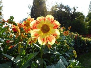Die Halskrausen-Dahlie Pooh wird mit groem Vorsprung gewhlt