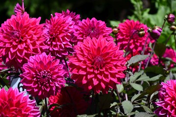 Mainau-Dahlienknigin 2019 Engelhardts Matador im Dahliengarten der Insel Mainau