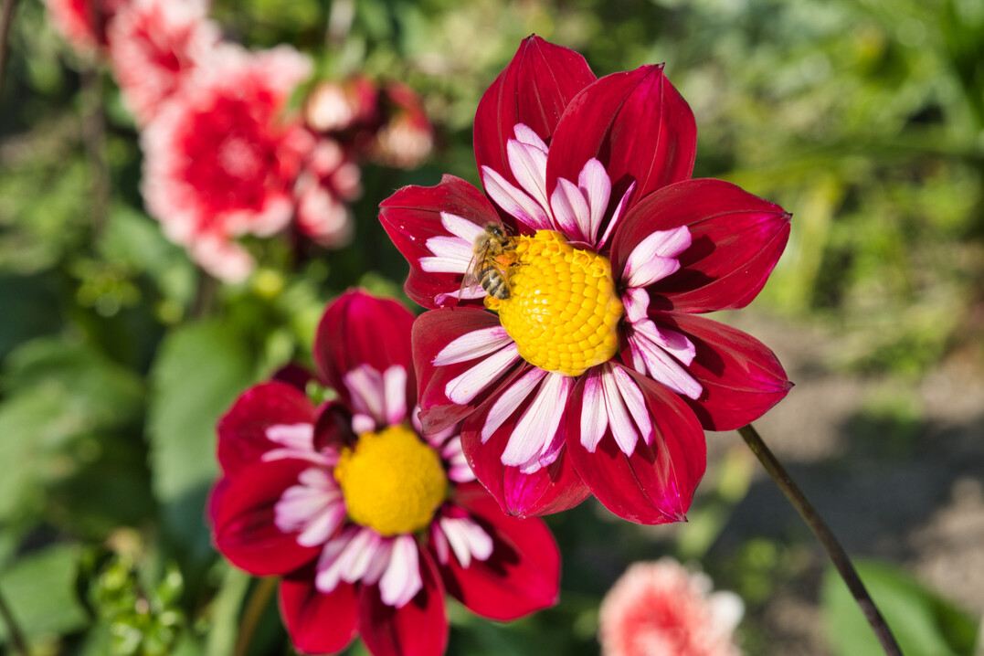 Mainau-Dahlienkönigin 2021 ist die Halskrausen-Dahlie ‘Eefje‘.