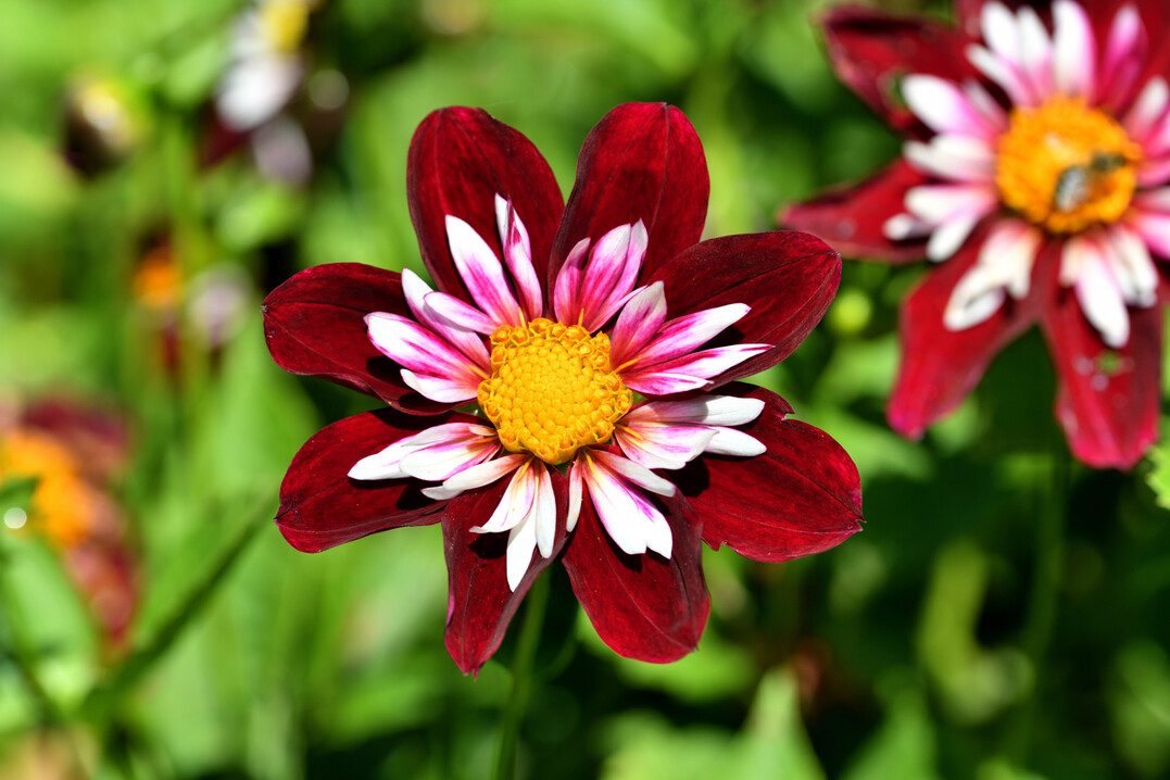 Die Halskrausen-Dahlie ‘Night Butterfly‘ gewinnt die Wahl zur Mainau-Dahlienkönigin 2022.