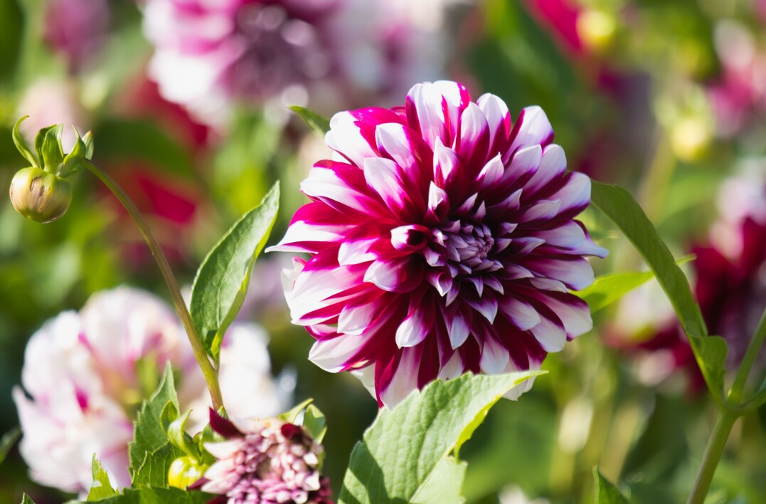 ‘Attila‘ besticht mit opulenten, zweifarbigen Blüten, deren purpurrote Blütenblätter mit weißen Spitzen versehen sind.