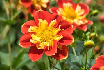 Die Halskrausen-Dahlie Michael Rsch wurde zur Mainau-Dahlienknigin 2024 gekrt.