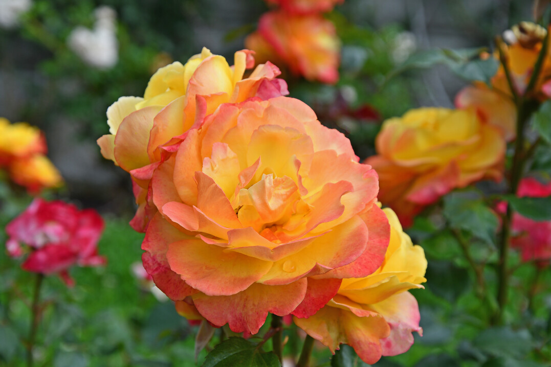 Edelrose "Flaming Star" gewinnt Rosenwahl 2020 auf der Insel Mainau