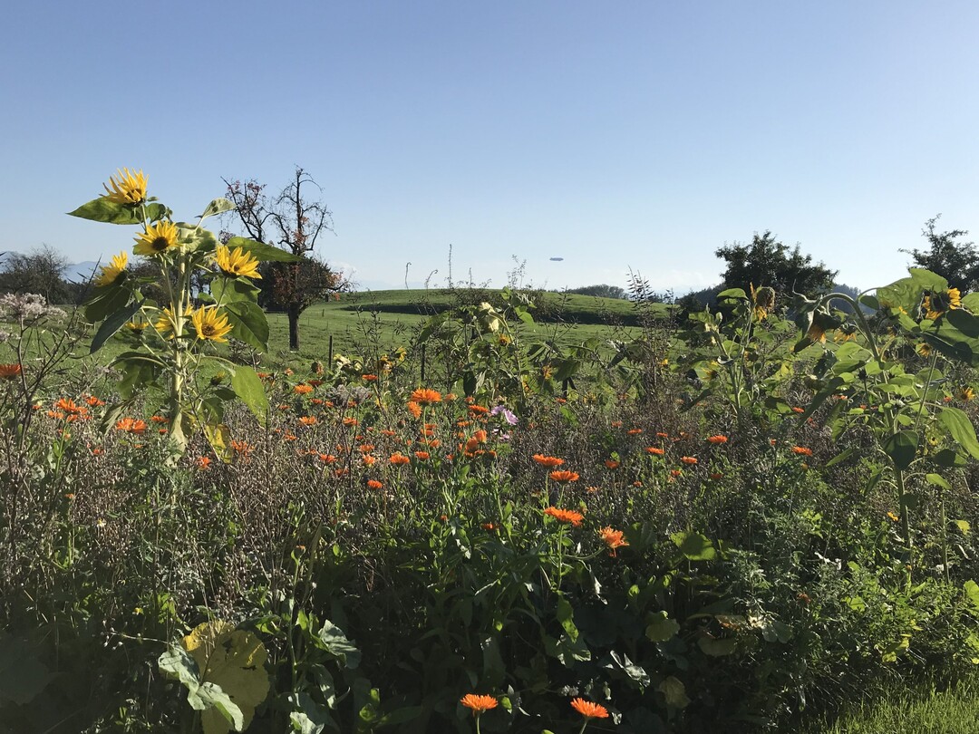 7.000 Euro gehen an das Netzwerk Blhende Landschaft von Mellifera e.V.