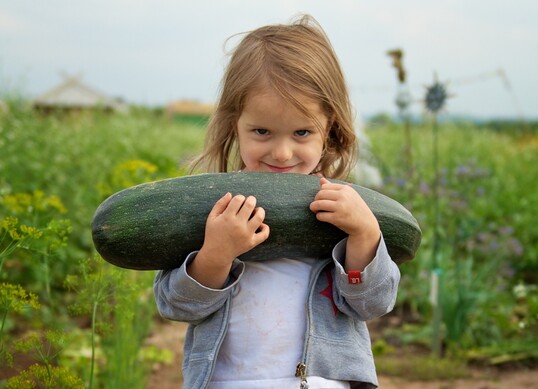 Bitterer Geschmack bei Zucchini und Krbissen ist nicht nur unangenehm, sondern auch gefhrlich
