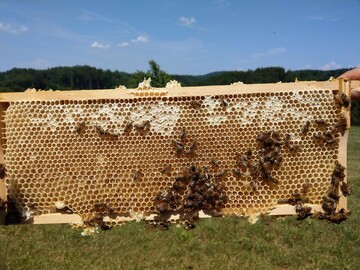 Starke Ertragseinbuen und gefhrdete Vlker: Wenn Honig wie Zement in den Waben klebt, liegt das am Melezitose-Zucker im Waldhonig. 