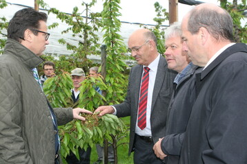 In der Kirschenanlage wird das ganze Schadensausma durch den Frost sichtbar. Landwirtschaftsminister Peter Hauk (l.) machte sich auf Einladung von LVEO-Prsident Mller (3. v. r.) auf dem Betrieb von Thomas Heilig (2. v. r.) ein Bild von den Frostschden. Auch Landtagsabgeordneter Martin Hahn (Grne) zeigte sich betroffen