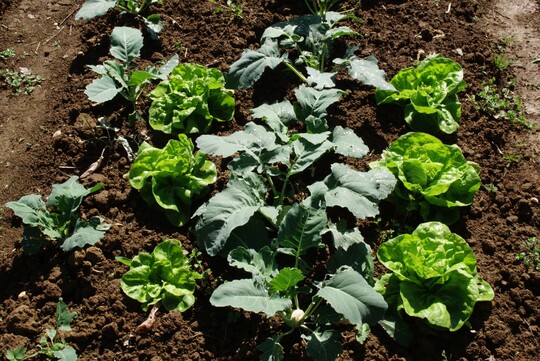 Kohl und Salat sind gute Nachbarn.