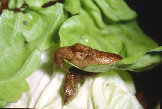 Mit Nematoden infizierte Ackerschnecke