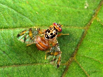 Die Mittelmeerfruchtfliege (Ceratitis capitata) kann im Obstbau erhebliche Schden anrichten