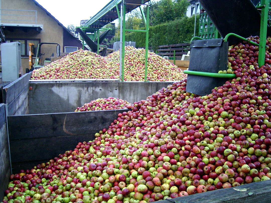 Angemessene Mostobstpreise sind fr den Erhalt der wertvollen Streuobstwiesen entscheidend.