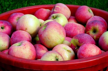 Mostobst aus Streuobstbestnden ist ein wertvoller Rohstoff, u.a. fr Keltereien.