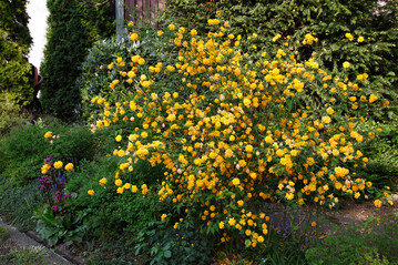 Gefllter Ranunkelstrauch "Pleniflora"
