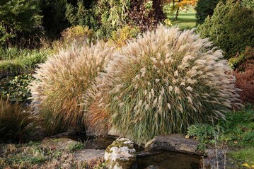 Chinaschilf (Miscanthus) am Bachlauf