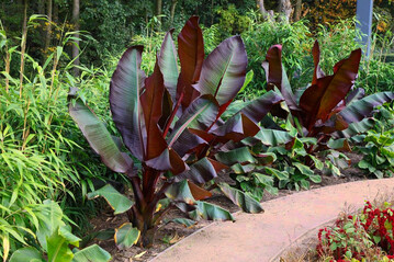 Die Zierbanane (Ensete ventricosum "Maurelii") ist eine eindrucksvolle Grostaude