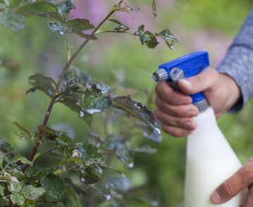 Verdnnte Milch auf Rosenbltter sprhen