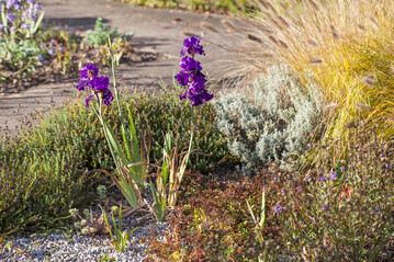  Herbstblhende Bart-Iris "Rosalie Figge" im Kiesgarten 