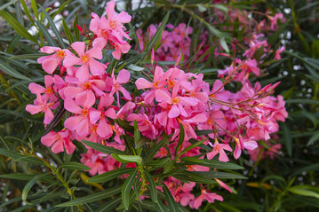 Mit richtiger Pflege blht Oleander lang und ppig